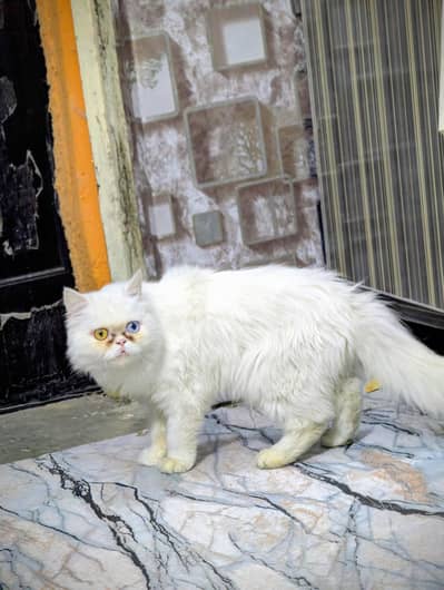 Persian Female Cat