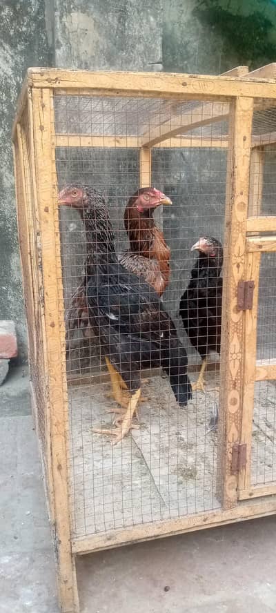 Two Male And one female Aseel Pakistani