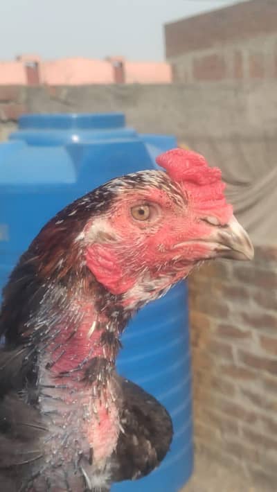 Thai aseel pair available eggs garanti