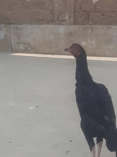 healthy and active female for sale