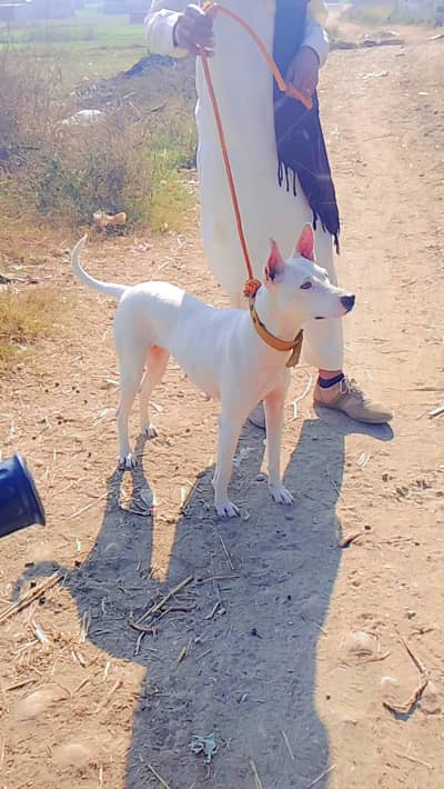 gulter doge female for sle beautiful and healthy hme bared age dar sal