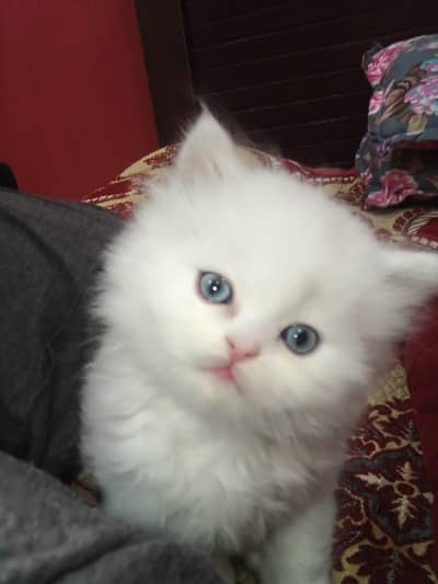 Looking for Loving Home – Islamabad