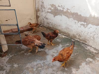 aseel murgi  with 3 months kids