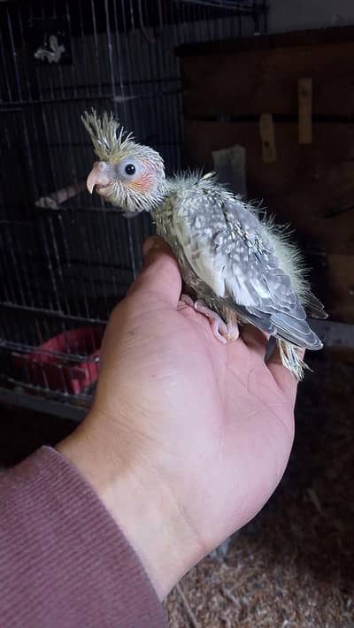 love birds or cocktail chicks available read full ad plz