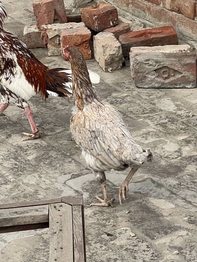 Saleti aseel hen(murgi) height wali khobsurat color