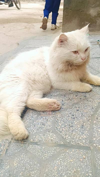 Persian cat breeder male exchange with kitten
