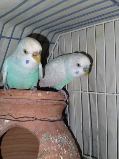 Australian breeder pair