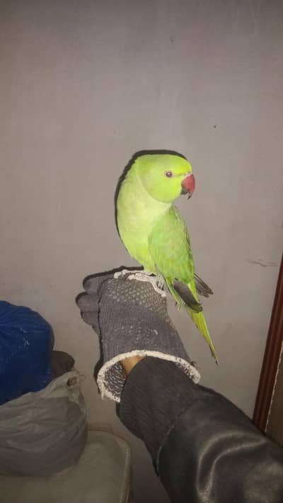 Urgent Sale Ringneck Male Patha Learning age Talkative