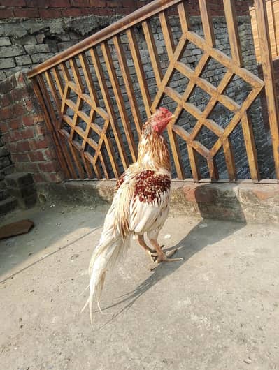 aseel murga h Pao ma chandi h chyair ni ki ni TU thk hu jae gi