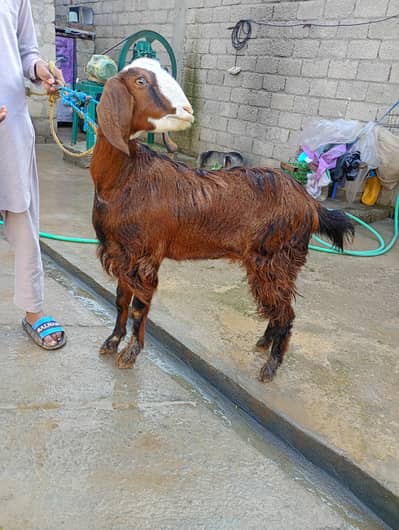 Fast Timer Pregnant Goot