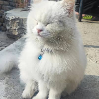 train cat Persian thripel coated