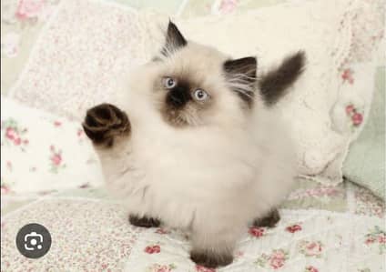 Himlayan kitten