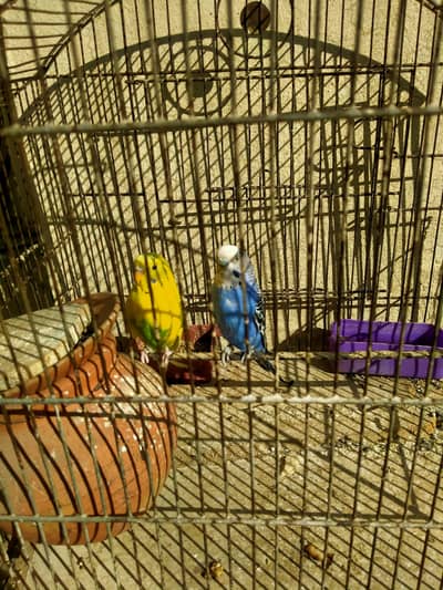 Australian parrot pair