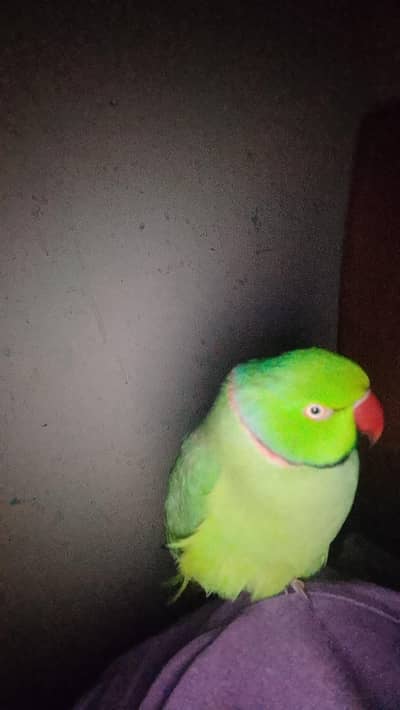 Indian Ringneck Male full active Handtame