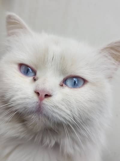 Cat female Bachy deny wali ham