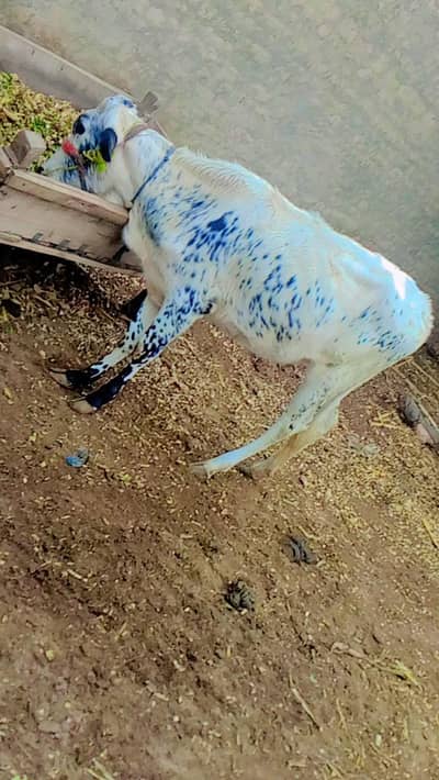 ولائیتن فریزن کراس