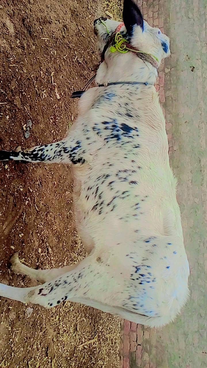 ولائیتن فریزن کراس 2