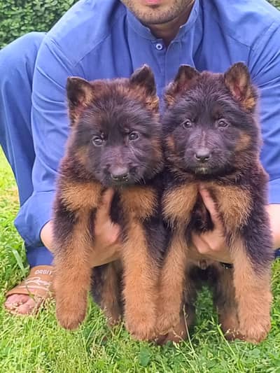 top quality German Shepherd puppies for sale