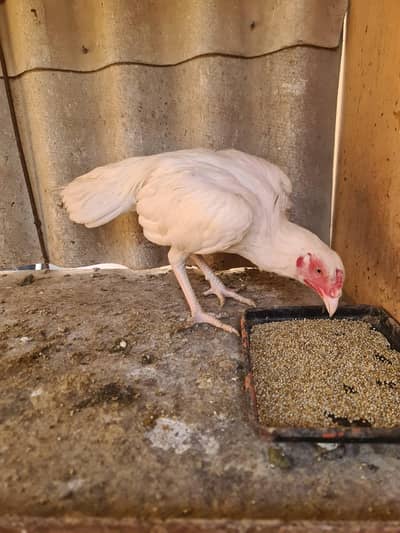 white #Heera #Aseel # miyanwali