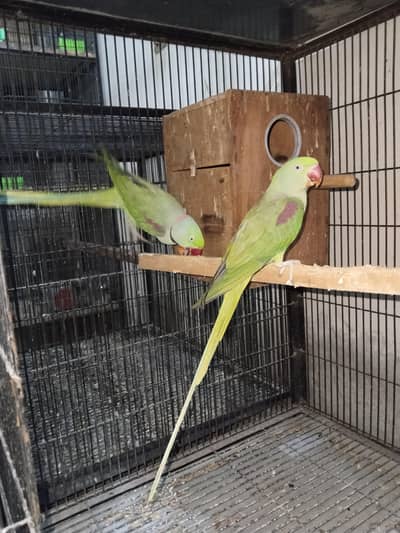 breeder pair Rs 36500