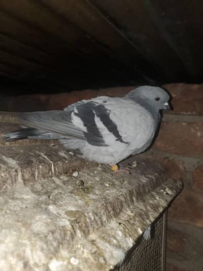 pigeon for sale breeder pairs