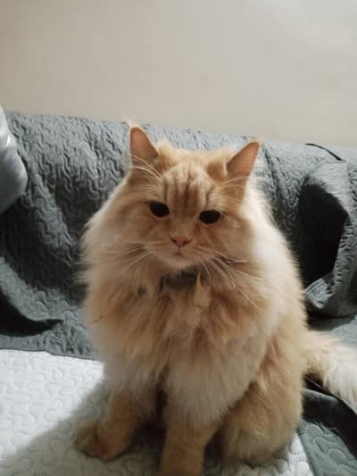 Neutered Persian Male Cat