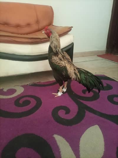 Hi quality pure jawa