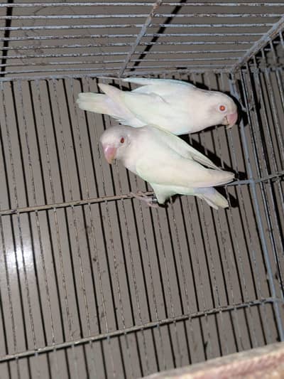 Albino opline breeder pair for sale