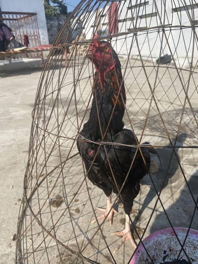 aseel lasani 6.5 mouth ki ha pair ghr ka  madhi aik mouth bad full tiy