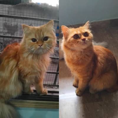 Persian Male Female Pair Tripple coated Urgen