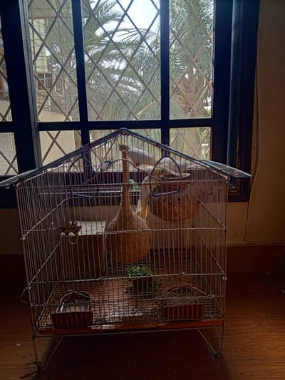 COCKTAIL PARROT FOR SELL