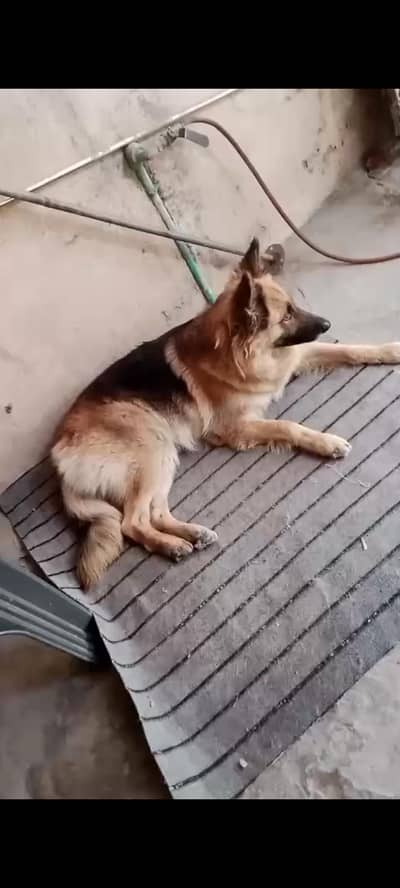 long cote female for sale serious per rabta kary