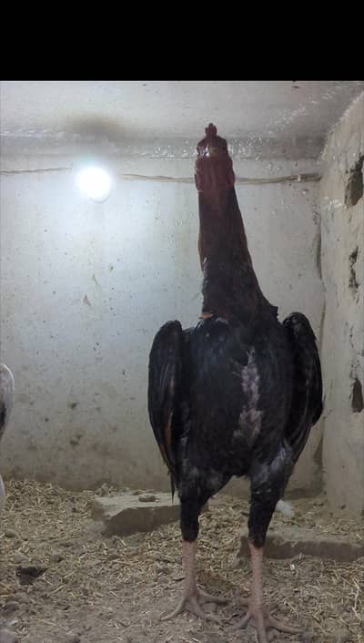 aseel shamo / shamo male / lakha shamo / shamo / shamo chicks / chicks