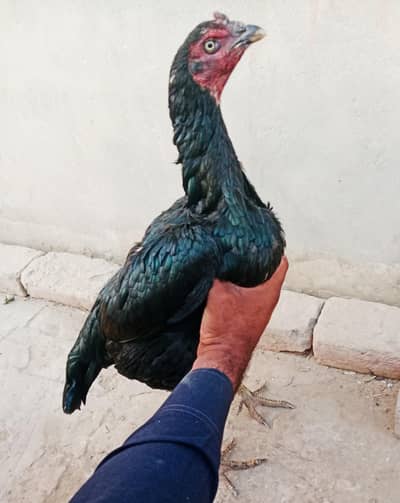 Aseel Mushki Madi WhatsApp or call