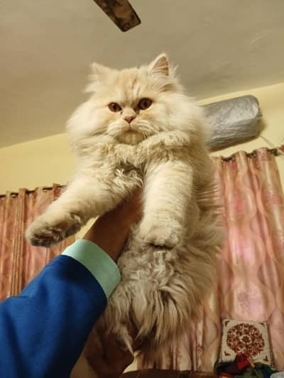 SHOW CLASS PERISIAN MALE