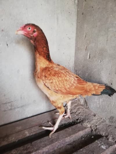 Pakistani aseel murgi for sale