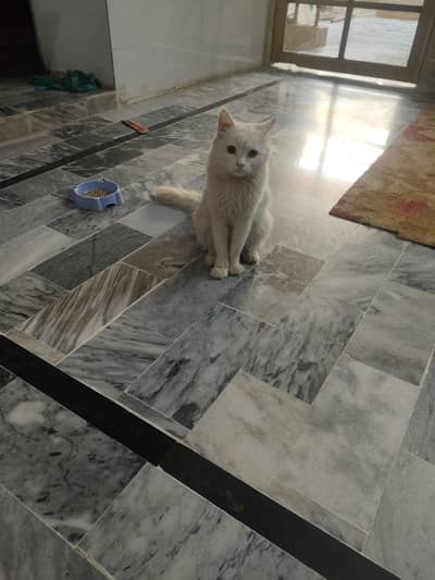 1 year old double coated male cat for send