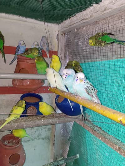 Australian Breeder pairs for sale on Reasonable price