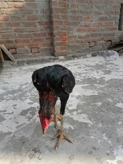 Trio set aseel 2 aseel female or 1 male