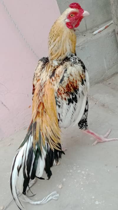 aseel murgha Mianwali