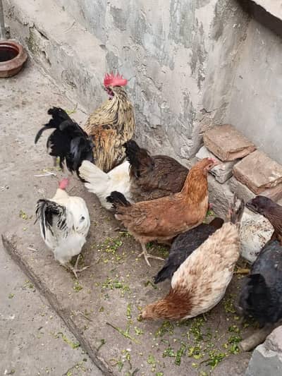 5 murgi 1 murga for. sale