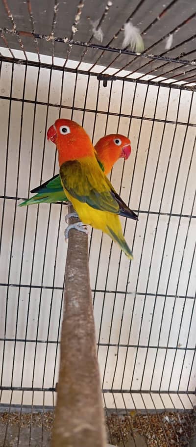 Healthy and Active Lovebirds Available. Bonded Pairs and Single Birds
