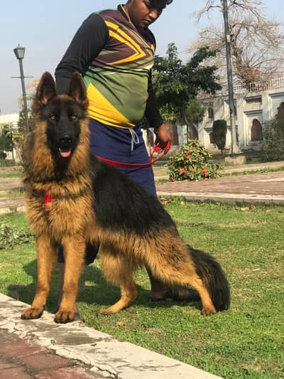 German Shepherd long coated mail 11 month for sale