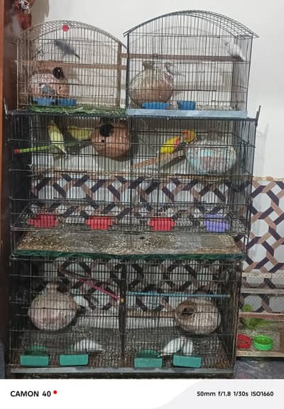 parrots with cages