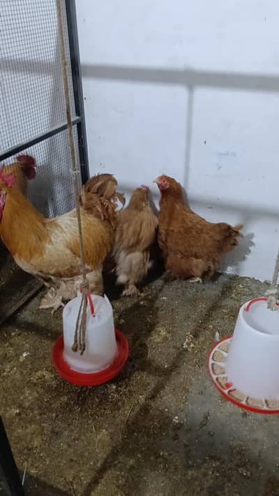 Golden Buff (2 Set) 3 + 1