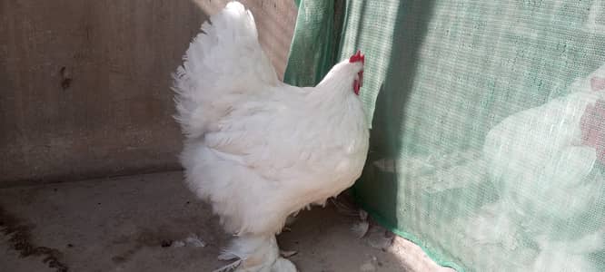 white heavy buff Cochin female breeder