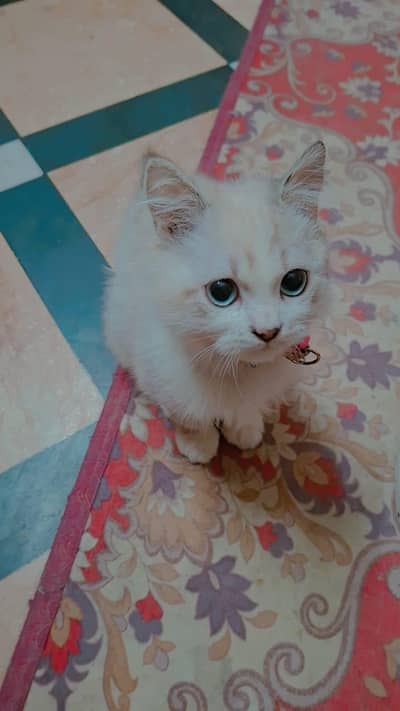 “This Cat has been lost. Whoever finds it, please contact me. ”