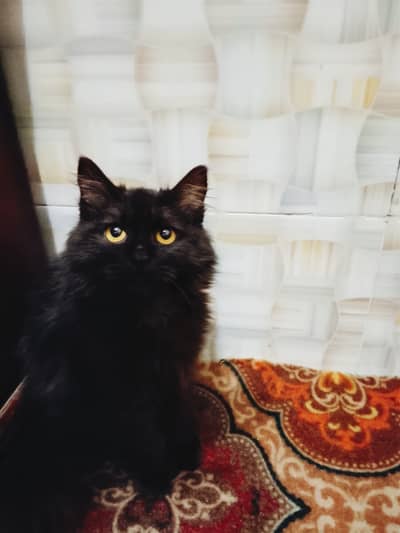 Cute pure persian black cat(litter trained)DOUBLE COATED