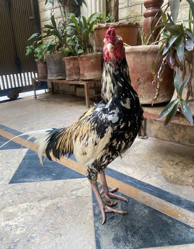 Mianwali asil for sale