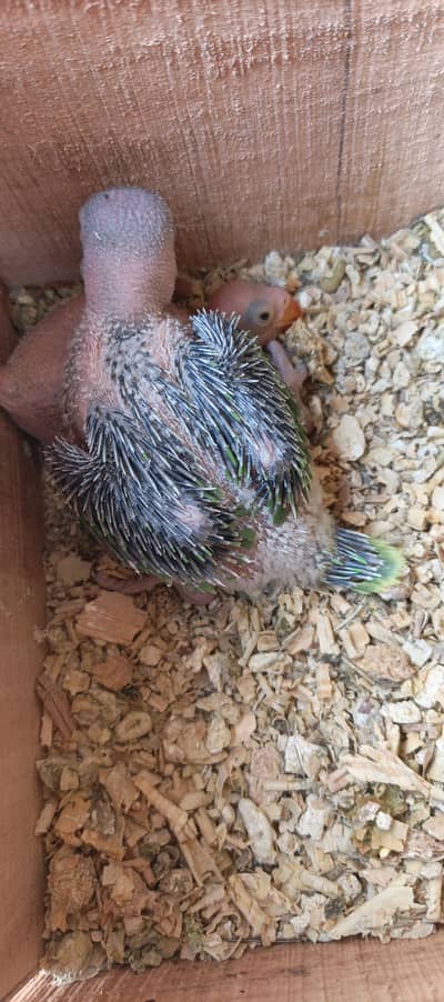 ringneck chicks available home breed